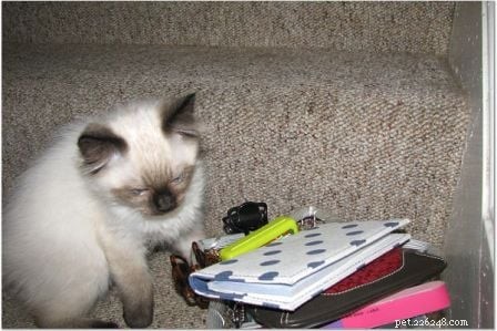 Harlow’s First Month: Ragdoll Kitten Growth & Playful Moments