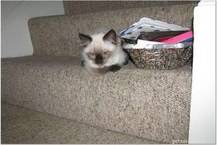 Harlow’s First Month: Ragdoll Kitten Growth & Playful Moments
