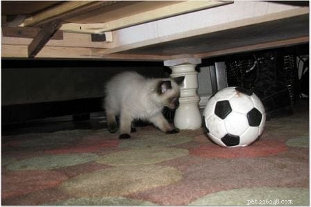Harlow’s First Month: Ragdoll Kitten Growth & Playful Moments