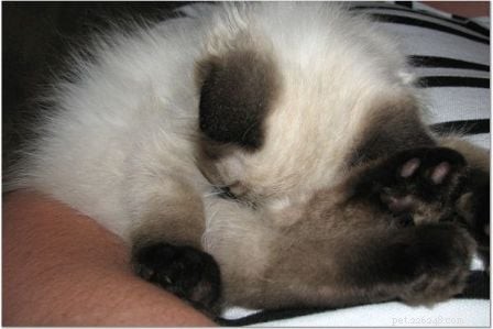 Harlow’s First Month: Ragdoll Kitten Growth & Playful Moments
