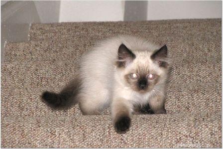 Harlow’s First Month: Ragdoll Kitten Growth & Playful Moments