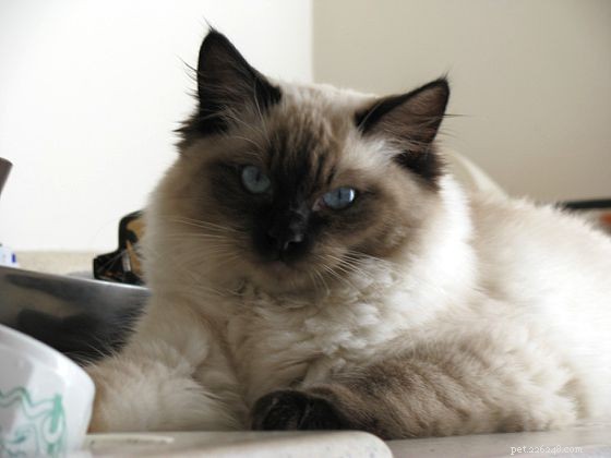 Harlow’s 5-Month Growth Update – Adorable Ragdoll in Kansas City