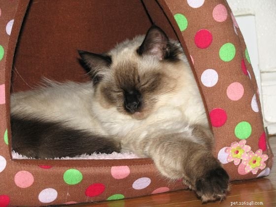 Harlow’s 5-Month Growth Update – Adorable Ragdoll in Kansas City