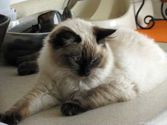 Harlow’s 5-Month Growth Update – Adorable Ragdoll in Kansas City