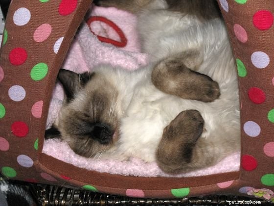 Harlow’s 5-Month Growth Update – Adorable Ragdoll in Kansas City