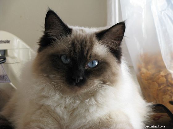Harlow’s 5-Month Growth Update – Adorable Ragdoll in Kansas City
