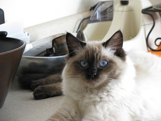 Harlow’s 5-Month Growth Update – Adorable Ragdoll in Kansas City