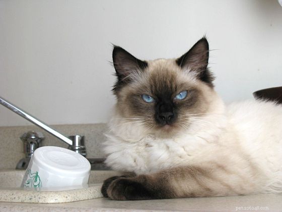 Harlow’s 5-Month Growth Update – Adorable Ragdoll in Kansas City