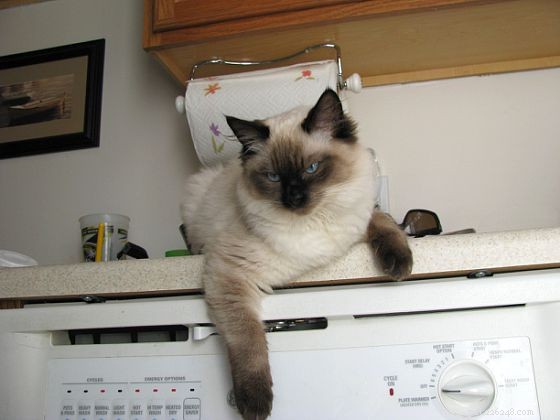 Harlow’s 5-Month Growth Update – Adorable Ragdoll in Kansas City