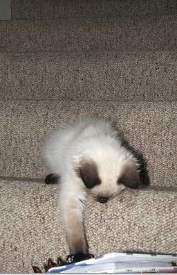 Harlow’s First Month: Ragdoll Kitten Growth & Playful Moments