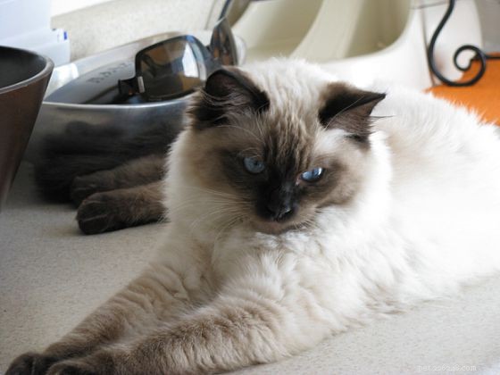 Harlow’s 5-Month Growth Update – Adorable Ragdoll in Kansas City