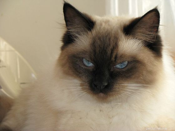 Harlow’s 5-Month Growth Update – Adorable Ragdoll in Kansas City
