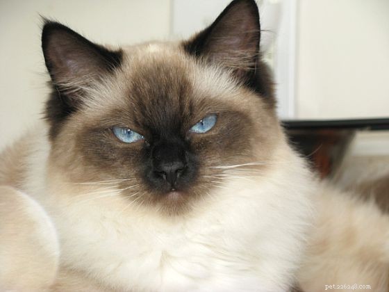 Harlow’s 5-Month Growth Update – Adorable Ragdoll in Kansas City