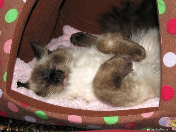 Harlow’s 5-Month Growth Update – Adorable Ragdoll in Kansas City