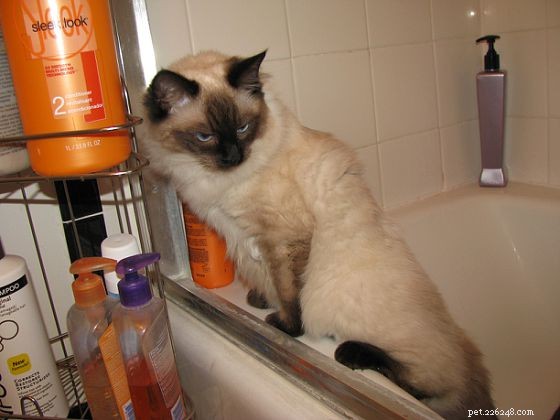 Harlow’s 5-Month Growth Update – Adorable Ragdoll in Kansas City