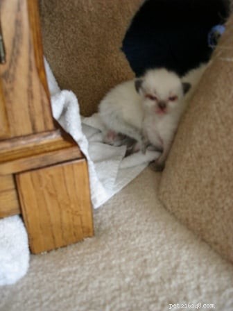 Harlow: 10‑Day‑Old Ragdoll Kittens from Angelkissed Cattery