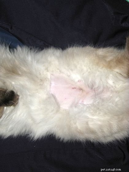 Harlow’s 5-Month Growth Update – Adorable Ragdoll in Kansas City