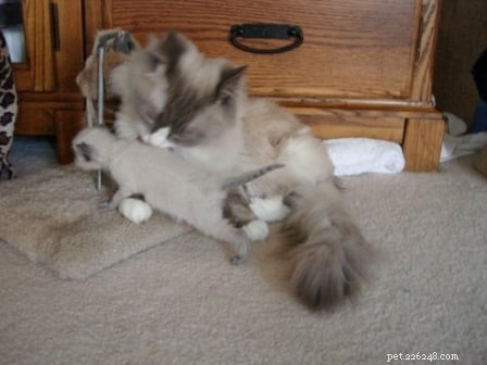 Harlow: 10‑Day‑Old Ragdoll Kittens from Angelkissed Cattery