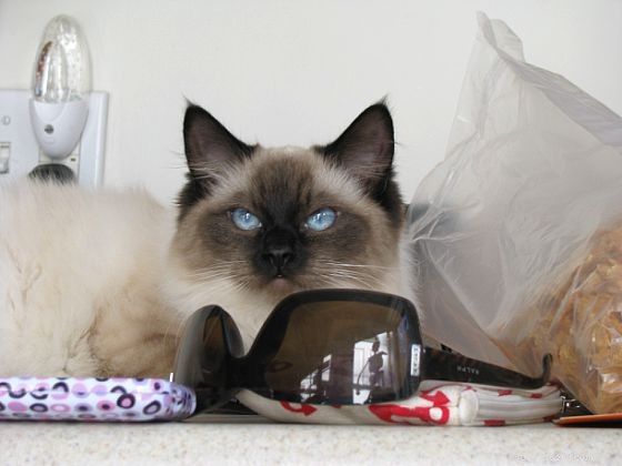 Harlow’s 5-Month Growth Update – Adorable Ragdoll in Kansas City