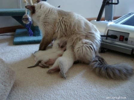 Harlow: 10‑Day‑Old Ragdoll Kittens from Angelkissed Cattery
