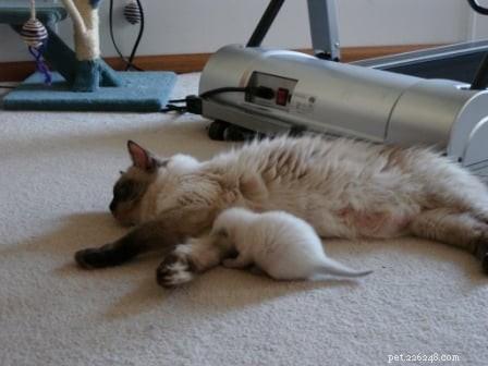 Harlow: 10‑Day‑Old Ragdoll Kittens from Angelkissed Cattery