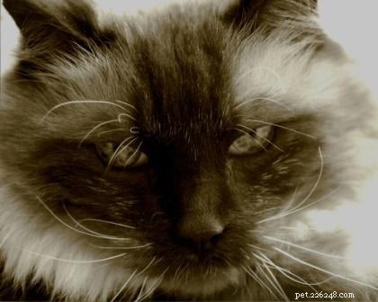 Ragdoll Cats: A Complete Guide to the Floppy Cat Breed