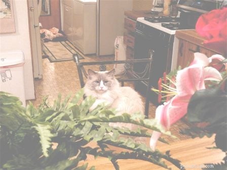 Harlow: Tracking the Growth of a Seal-Point Ragdoll Kitten