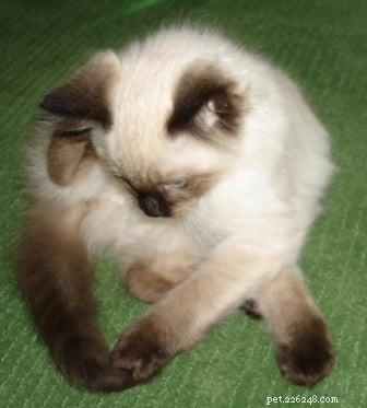 Harlow: Tracking the Growth of a Seal-Point Ragdoll Kitten