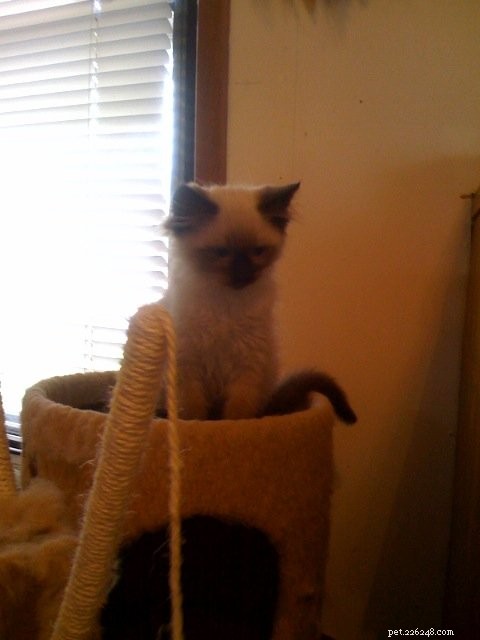 Harlow: Tracking the Growth of a Seal-Point Ragdoll Kitten