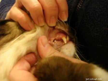 Professional Dental Care for Your Ragdoll Cat