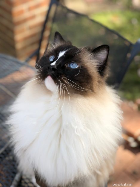 Charlie – The Seal‑Mitted Ragdoll Cat with a Stunning Hourglass Blaze