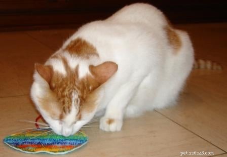Premium Colorado Catnip Toys – Organic, Durable, Long-Lasting Aroma