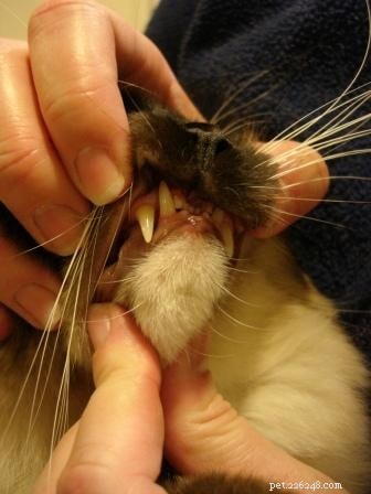Professional Dental Care for Your Ragdoll Cat