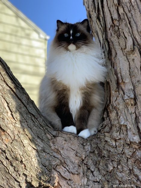 Charlie – The Seal‑Mitted Ragdoll Cat with a Stunning Hourglass Blaze