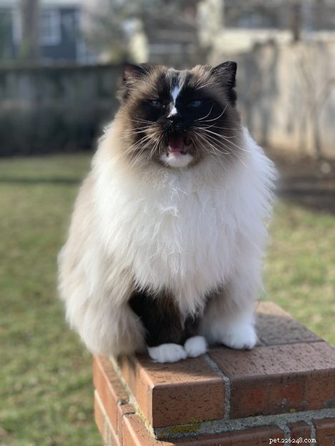 Charlie – The Seal‑Mitted Ragdoll Cat with a Stunning Hourglass Blaze
