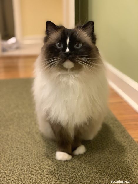 Charlie – The Seal‑Mitted Ragdoll Cat with a Stunning Hourglass Blaze