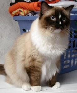 Charlie – The Seal‑Mitted Ragdoll Cat with a Stunning Hourglass Blaze