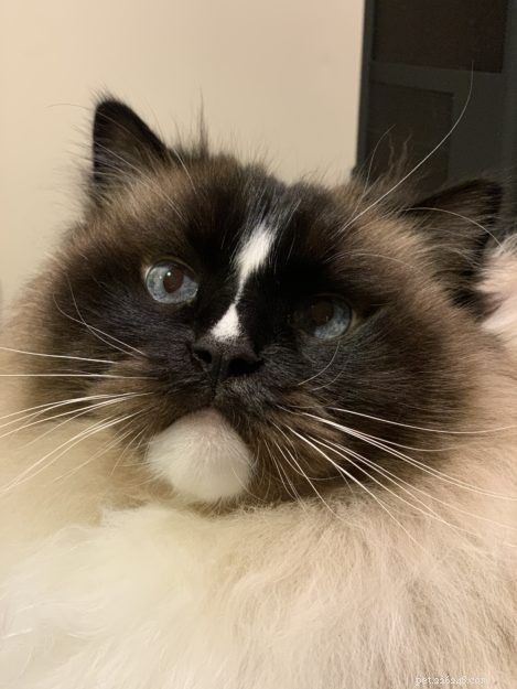 Charlie – The Seal‑Mitted Ragdoll Cat with a Stunning Hourglass Blaze