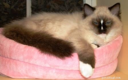 Charlie – The Seal‑Mitted Ragdoll Cat with a Stunning Hourglass Blaze