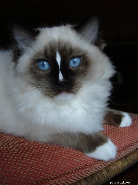 Charlie – The Seal‑Mitted Ragdoll Cat with a Stunning Hourglass Blaze