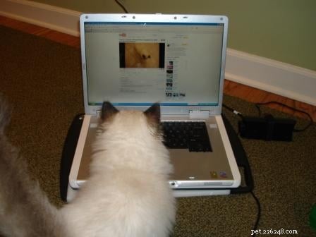 Charlie – The Seal‑Mitted Ragdoll Cat with a Stunning Hourglass Blaze