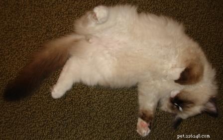 Charlie – The Seal‑Mitted Ragdoll Cat with a Stunning Hourglass Blaze