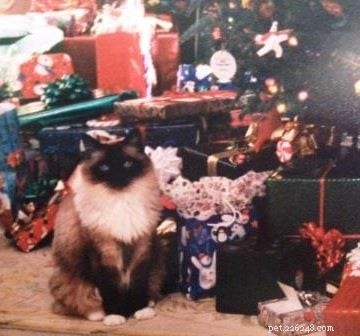 Charlie – The Seal‑Mitted Ragdoll Cat with a Stunning Hourglass Blaze
