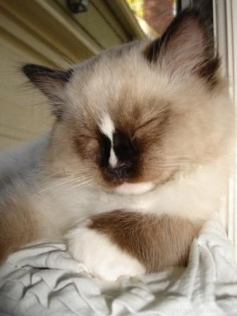 Charlie – The Seal‑Mitted Ragdoll Cat with a Stunning Hourglass Blaze