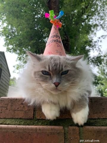 Charlie – The Seal‑Mitted Ragdoll Cat with a Stunning Hourglass Blaze