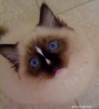 Charlie – The Seal‑Mitted Ragdoll Cat with a Stunning Hourglass Blaze