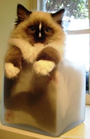 Charlie – The Seal‑Mitted Ragdoll Cat with a Stunning Hourglass Blaze