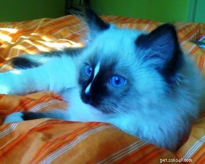 Charlie – The Seal‑Mitted Ragdoll Cat with a Stunning Hourglass Blaze