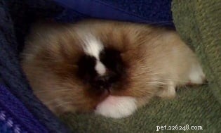Charlie – The Seal‑Mitted Ragdoll Cat with a Stunning Hourglass Blaze