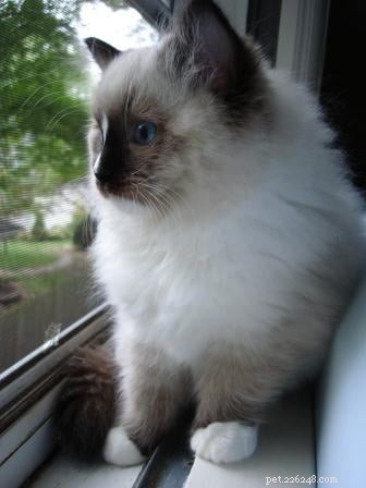 Charlie – The Seal‑Mitted Ragdoll Cat with a Stunning Hourglass Blaze